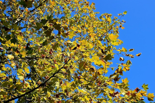 Foto vista de ângulo baixo de árvore em flor contra o céu azul claro