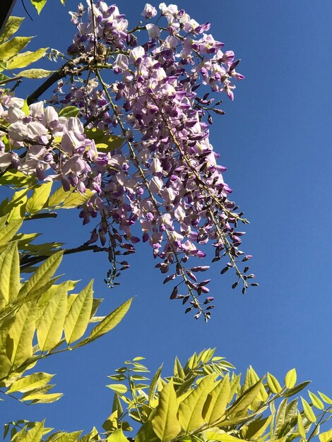 Foto vista de ângulo baixo de árvore em flor contra o céu azul