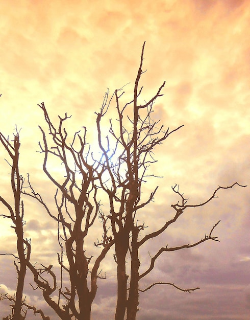 Foto vista de ângulo baixo de árvore morta contra o céu nublado