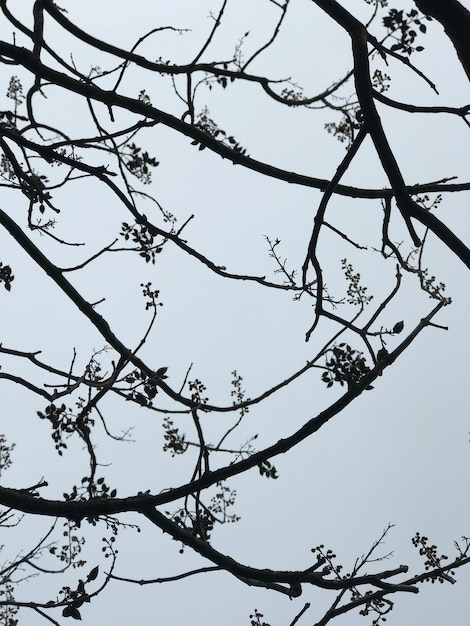 Foto vista de ângulo baixo de árvore nua contra céu claro