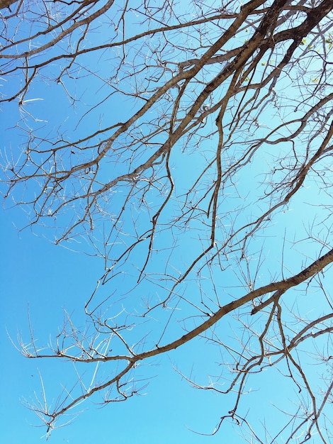 Vista de ângulo baixo de árvore nua contra o céu azul.