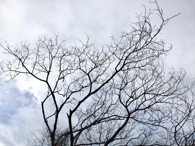 Vista de ângulo baixo de árvore nua contra o céu