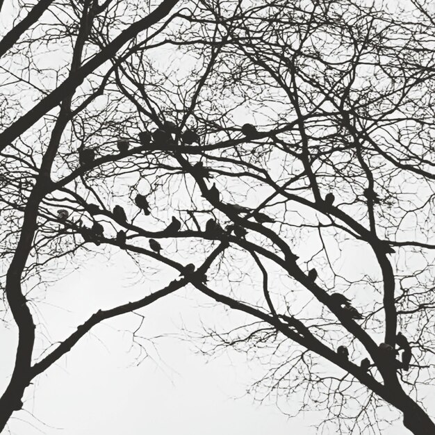 Foto vista de ângulo baixo de árvore nua contra o céu