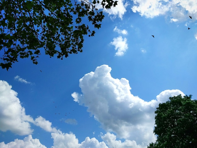 Vista de ângulo baixo de árvores contra céu nublado