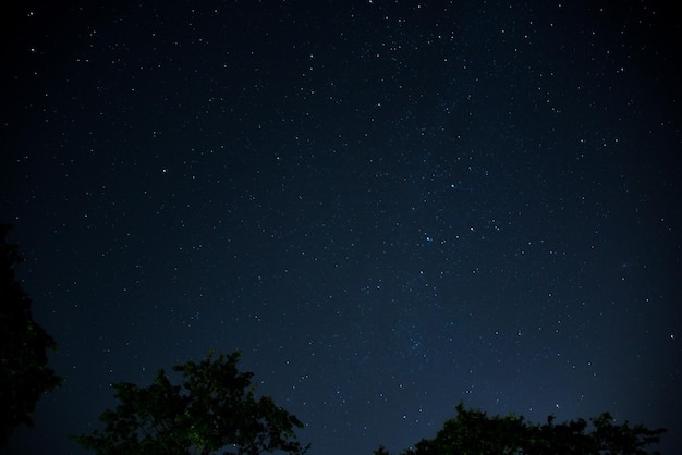 Foto vista de ângulo baixo de árvores contra o campo de estrelas à noite