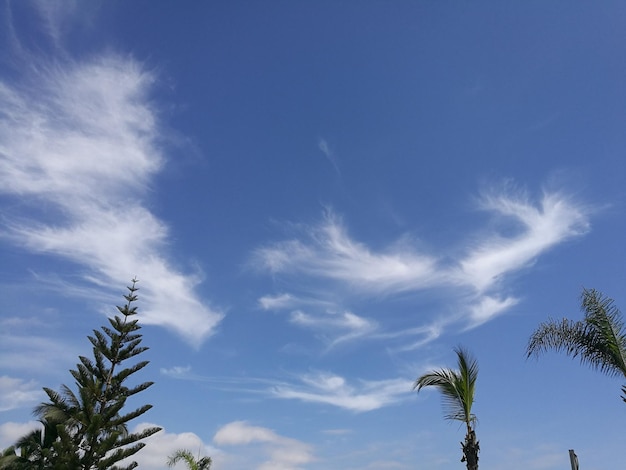 Vista de ângulo baixo de árvores crescendo contra o céu