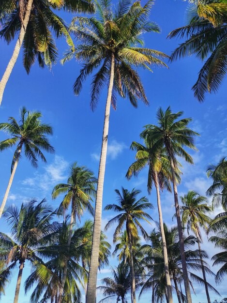 Foto vista de ângulo baixo de árvores de coco contra o céu azul claro na ilha de natuna, na indonésia