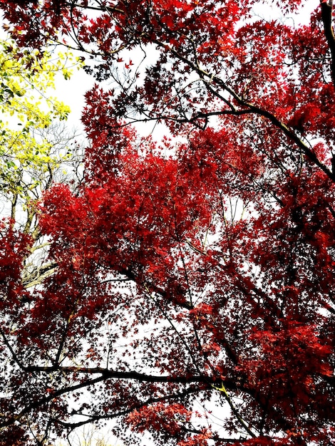 Foto vista de ângulo baixo de árvores de outono contra o céu