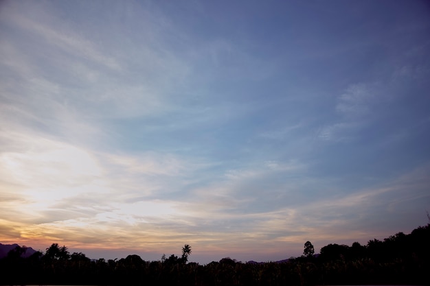 Vista de ângulo baixo de árvores de silhueta contra o céu