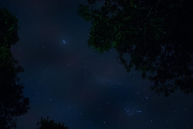 Foto vista de ângulo baixo de árvores em silhueta contra o céu à noite