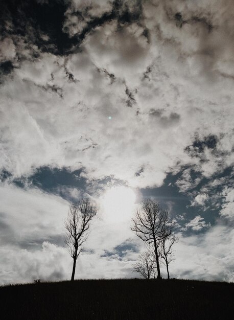 Foto vista de ângulo baixo de árvores em silhueta no campo contra o céu