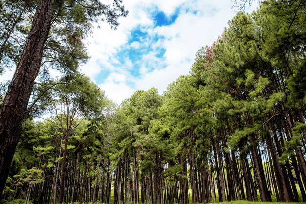 Foto vista de ângulo baixo de árvores na floresta contra o céu