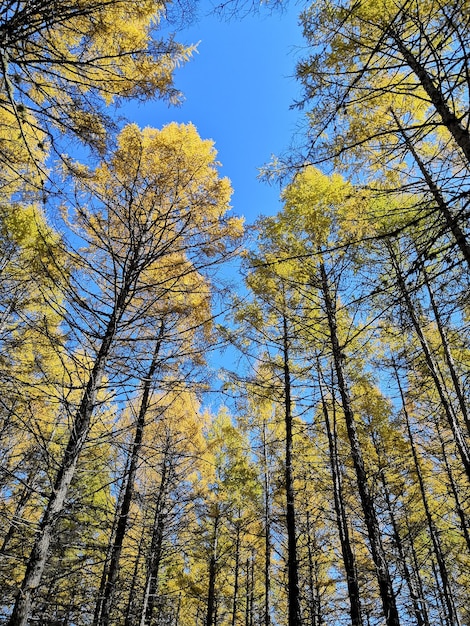 Foto vista de ângulo baixo de árvores na floresta contra o céu