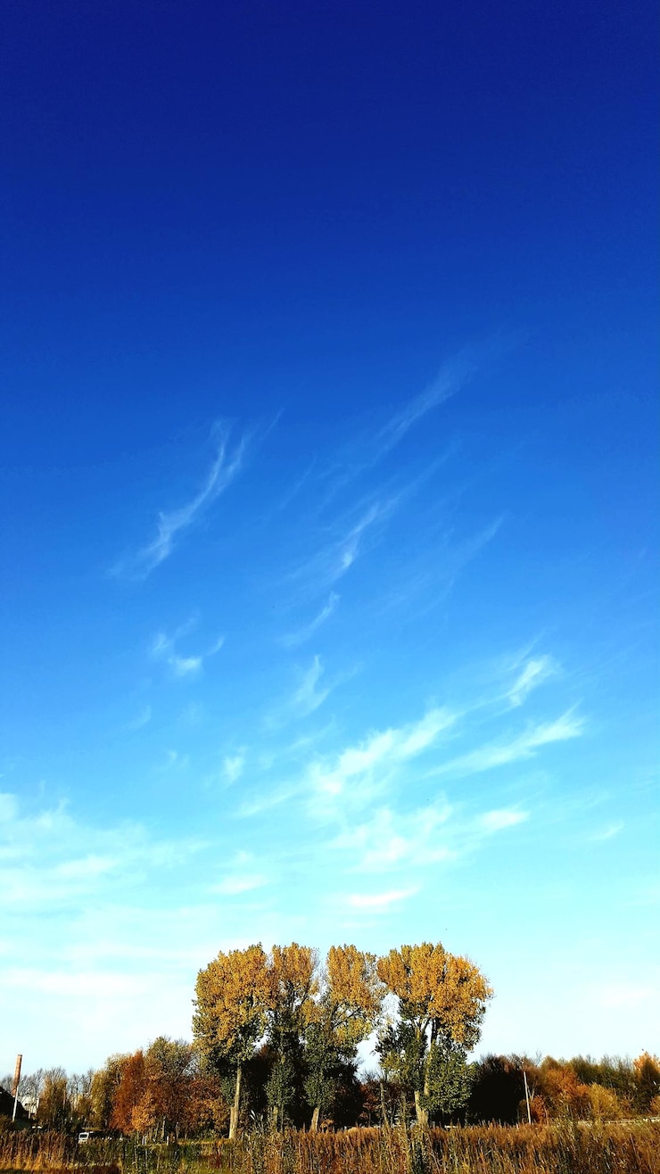 Foto vista de ângulo baixo de árvores no campo contra o céu azul