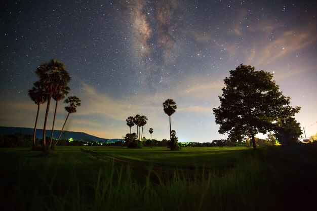 Foto vista de ângulo baixo de árvores no campo contra o céu