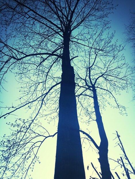 Foto vista de ângulo baixo de árvores nuas contra um céu claro