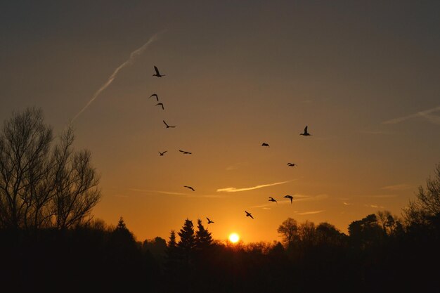 Vista de ângulo baixo de aves em silhueta voando contra o céu durante o pôr-do-sol