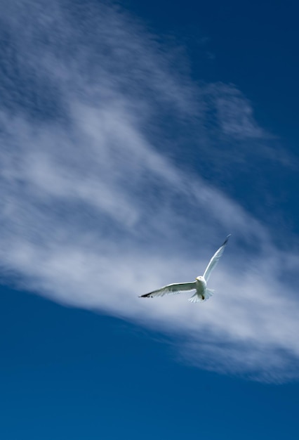 Foto vista de ângulo baixo de avião voando no céu