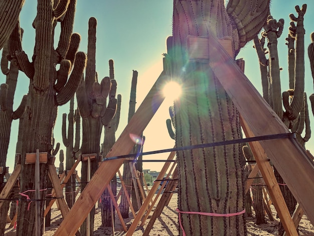 Foto vista de ângulo baixo de bambu em campo contra o céu