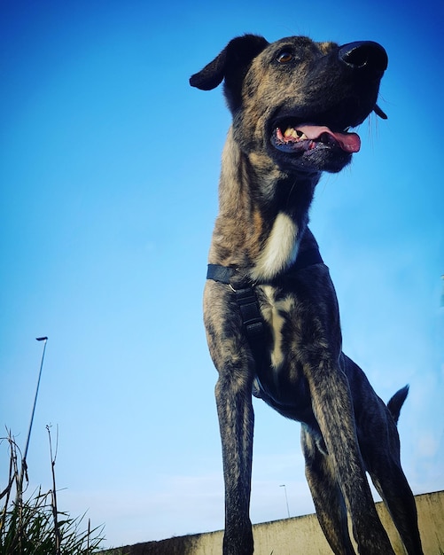 Vista de ângulo baixo de cão contra o céu azul