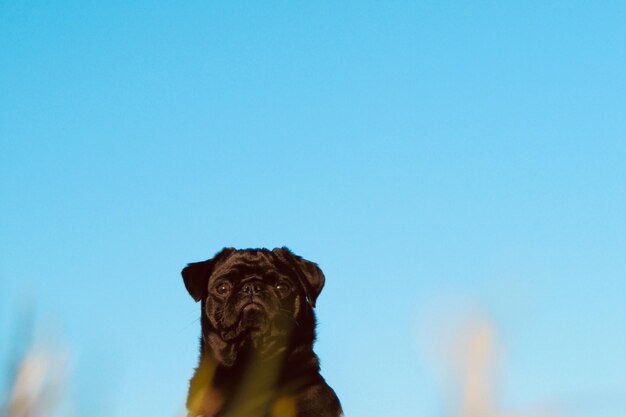 Foto vista de ângulo baixo de cão contra o céu azul