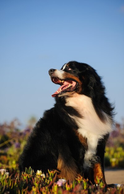 Foto vista de ângulo baixo de cão contra o céu