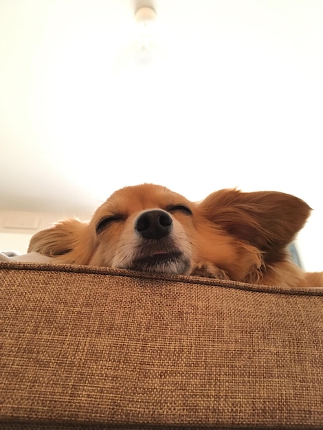 Foto vista de ângulo baixo de chihuahua dormindo no sofá em casa