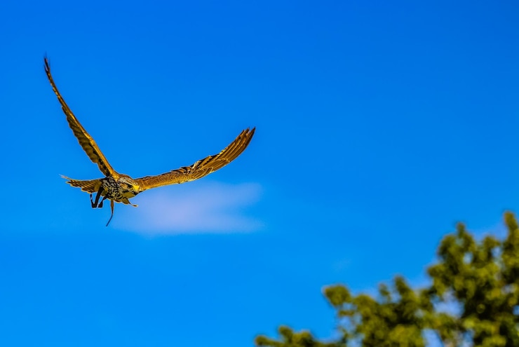 Foto vista de ângulo baixo de coruja voando contra o céu azul