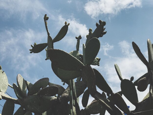 Foto vista de ângulo baixo de estátuas em cactos contra o céu