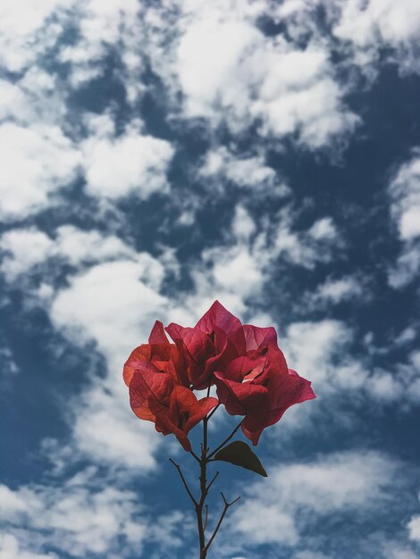Foto vista de ângulo baixo de flor vermelha contra o céu