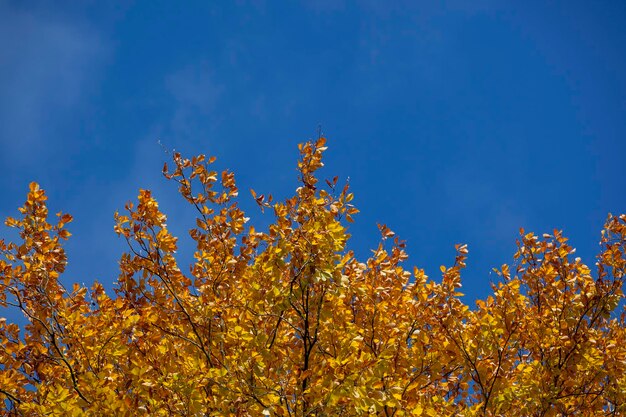 Foto vista de ângulo baixo de flores amarelas contra o céu azul