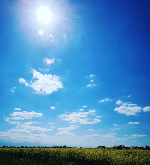 Foto vista de ângulo baixo de flores contra o céu azul