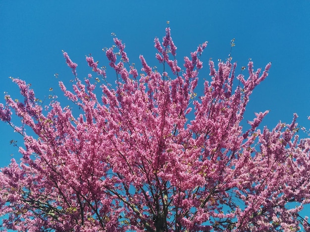Vista de ângulo baixo de flores cor-de-rosa contra o céu