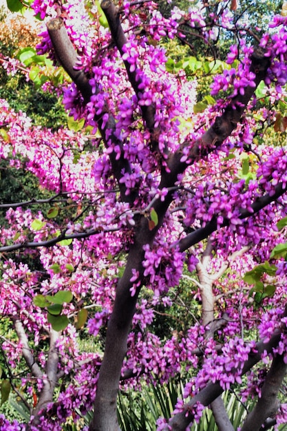 Foto vista de ângulo baixo de flores cor-de-rosa em árvores