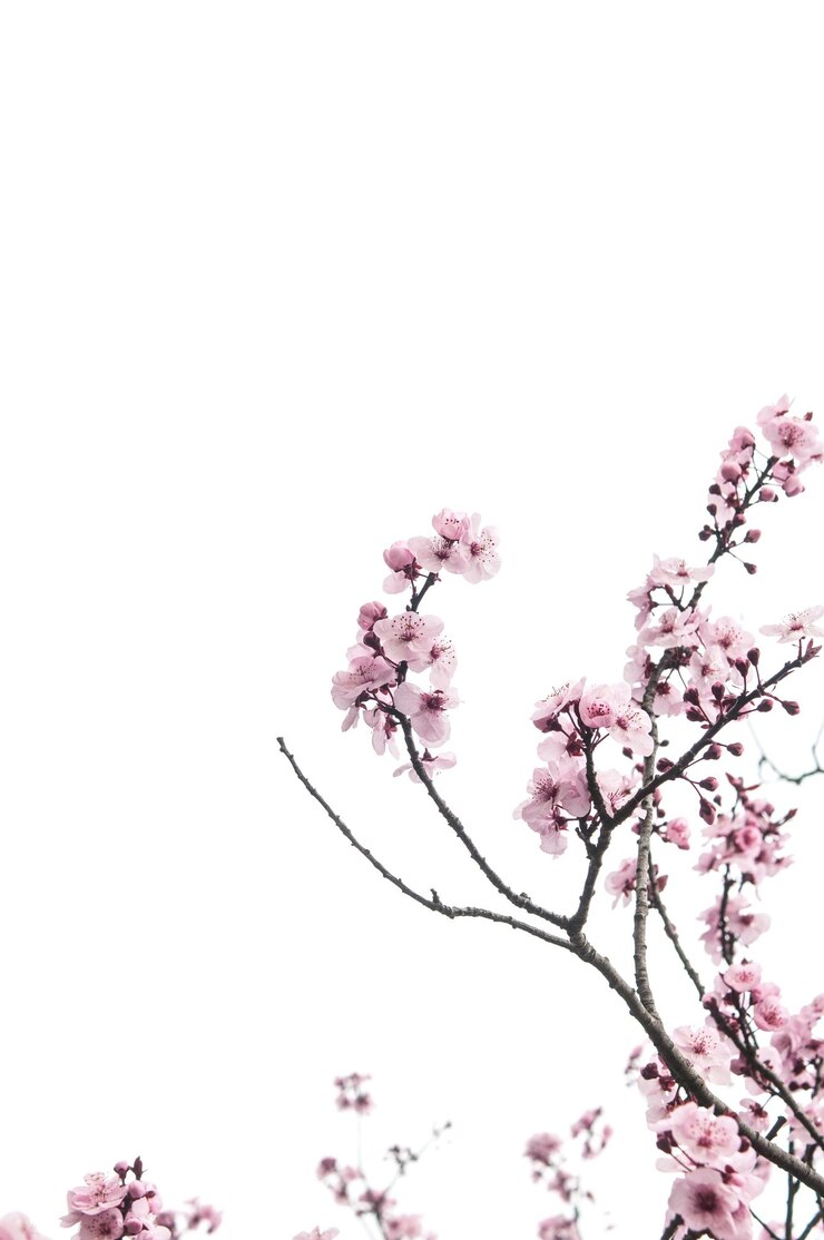 Foto vista de ângulo baixo de flores cor-de-rosa em galho