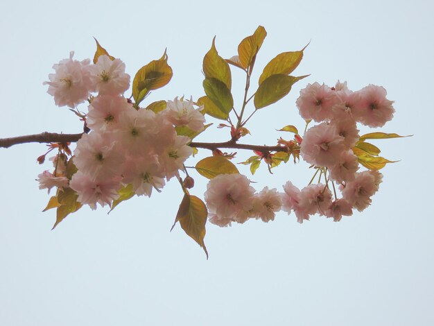 Foto vista de ângulo baixo de flores crescendo em galho contra o céu claro