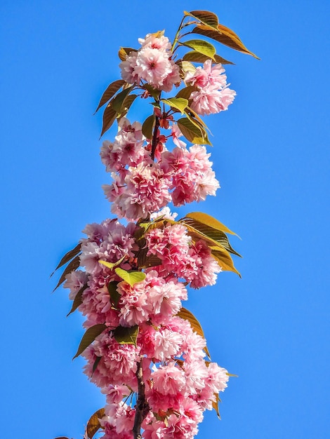 Foto vista de ângulo baixo de flores de cerejeira contra o céu azul