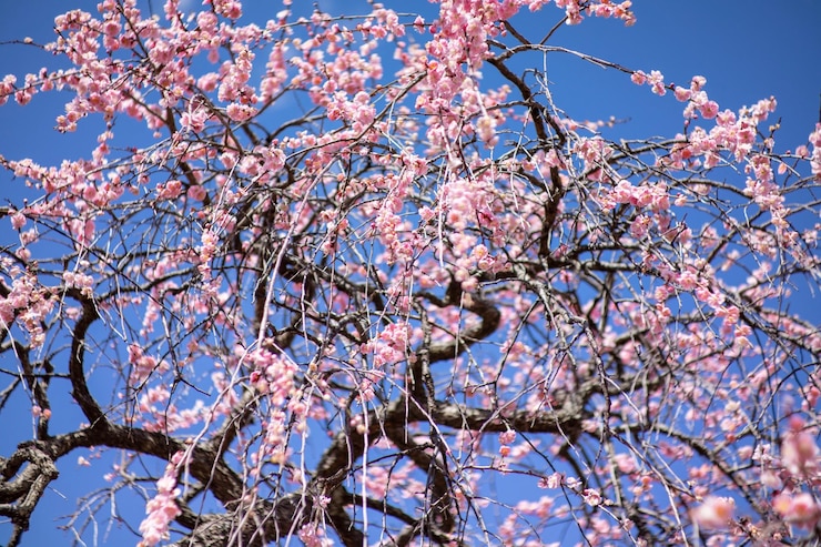 Foto vista de ângulo baixo de flores de cerejeira contra o céu