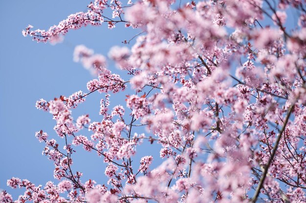 Vista de ângulo baixo de flores de cerejeira contra o céu