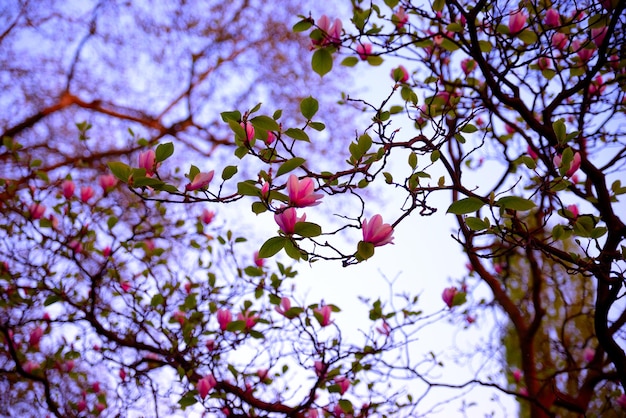 Vista de ângulo baixo de flores de cerejeira contra o céu