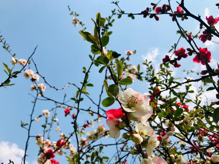 Foto vista de ângulo baixo de flores de cerejeira contra o céu