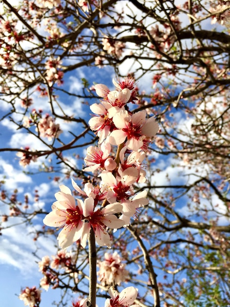 Foto vista de ângulo baixo de flores de cerejeira contra o céu