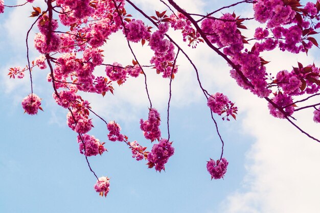 Foto vista de ângulo baixo de flores de cerejeira rosa contra o céu