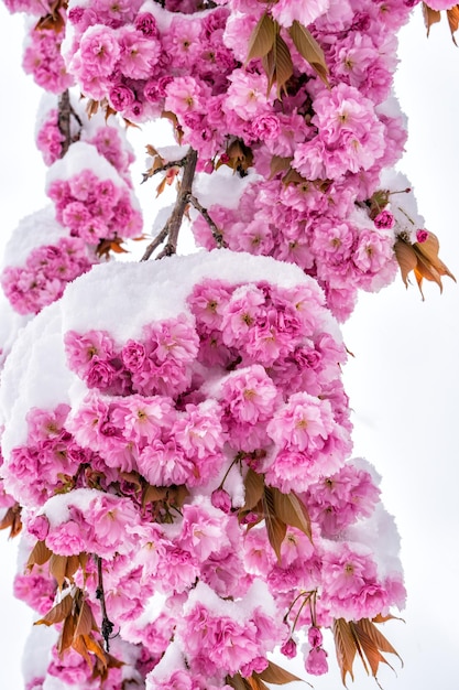 Vista de ângulo baixo de flores de cerejeira rosa na primavera