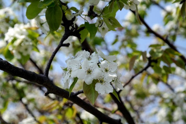 Vista de ângulo baixo de flores de maçã na primavera