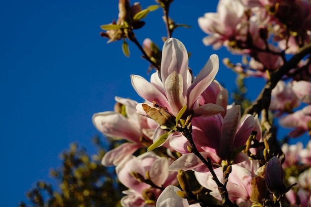 Foto vista de ângulo baixo de flores de magnólia contra o céu