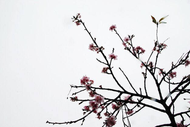 Foto vista de ângulo baixo de flores em galho contra o céu