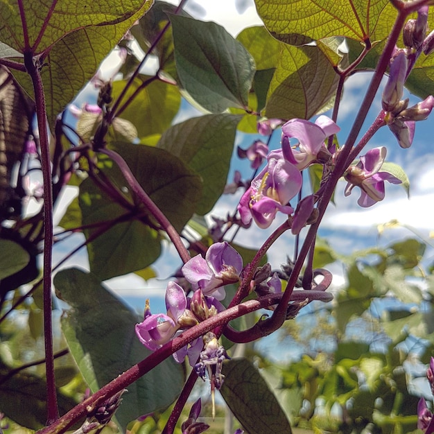 Foto vista de ângulo baixo de flores florescendo em árvores