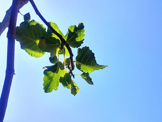 Vista de ângulo baixo de folhas de uma figueira contra o céu azul claro em um dia ensolarado