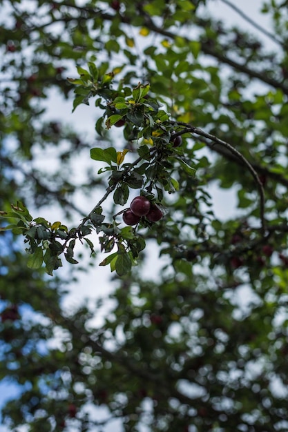 Foto vista de ângulo baixo de frutas crescendo em árvores